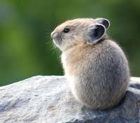 pika1