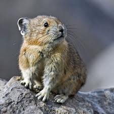 pika3
