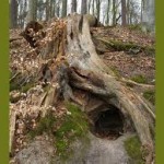 RabbitholePhoto: awesomeoff.com