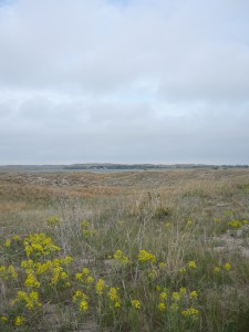 Flowers in the wind, Sandhills